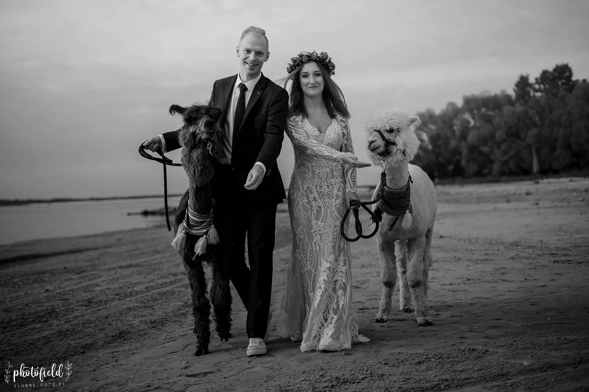 Sesja ślubna z alpakami