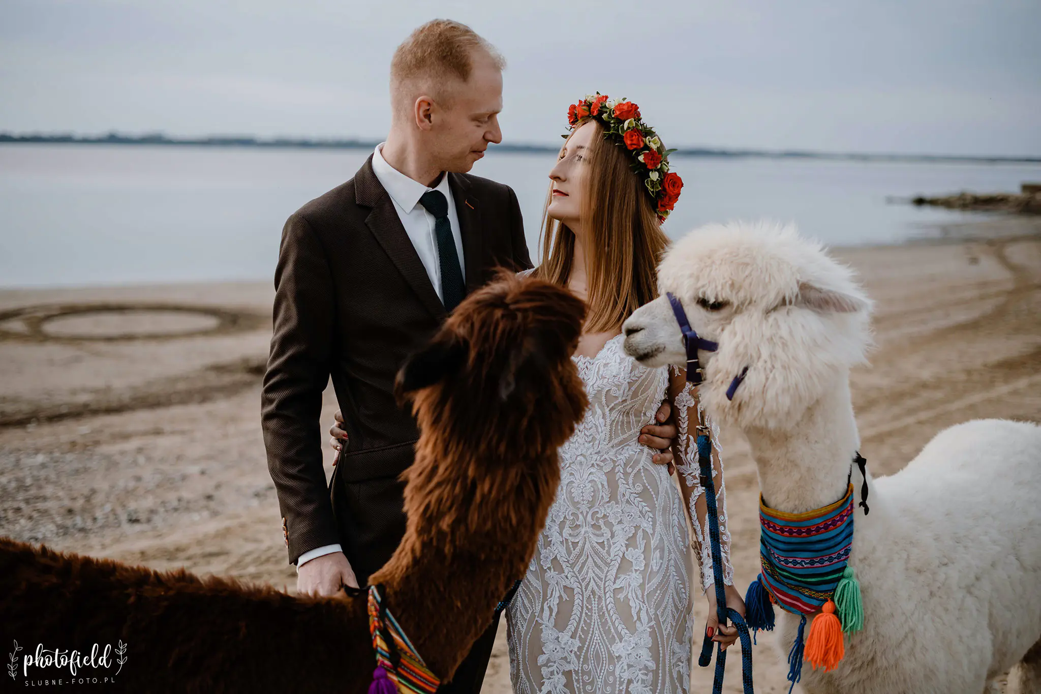Sesja ślubna z alpakami