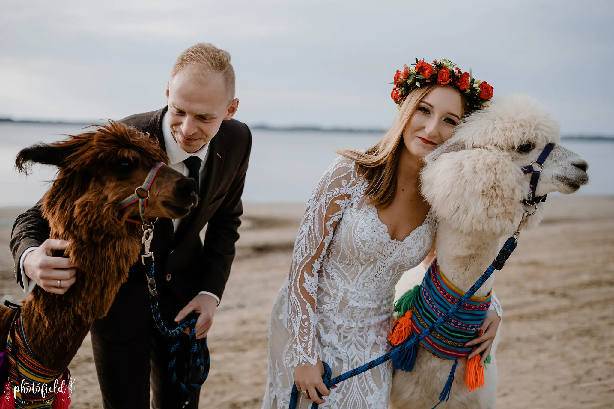 Sesja ślubna z alpakami