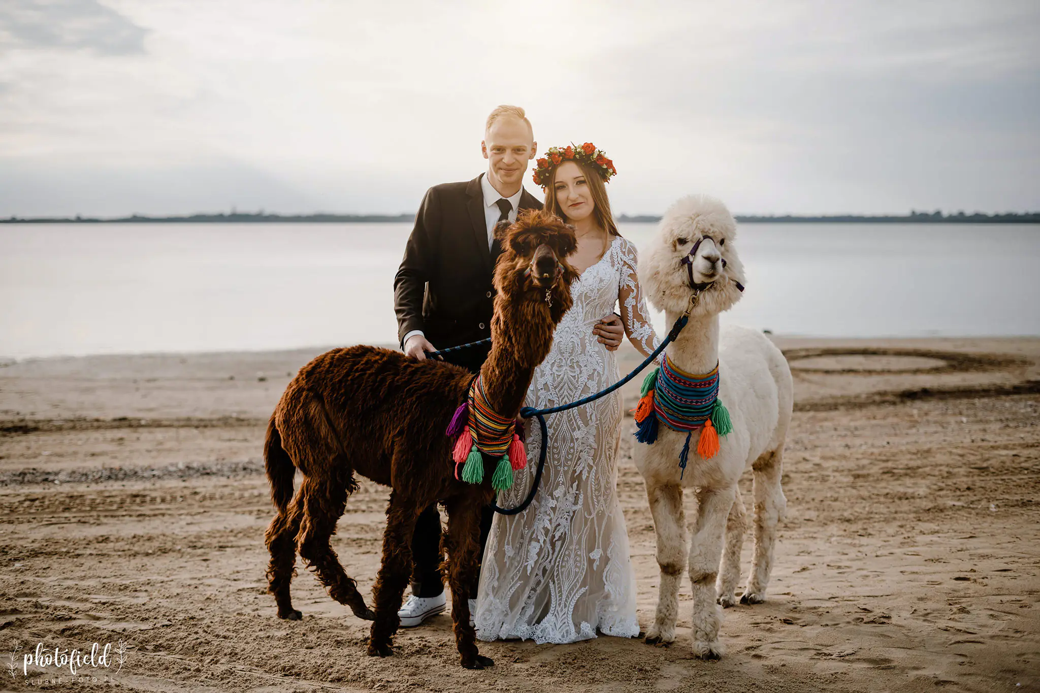 Sesja ślubna z alpakami