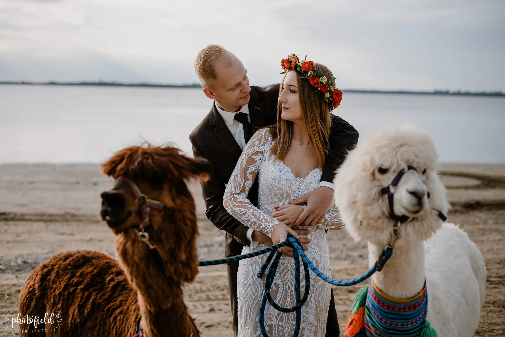 Sesja ślubna z alpakami