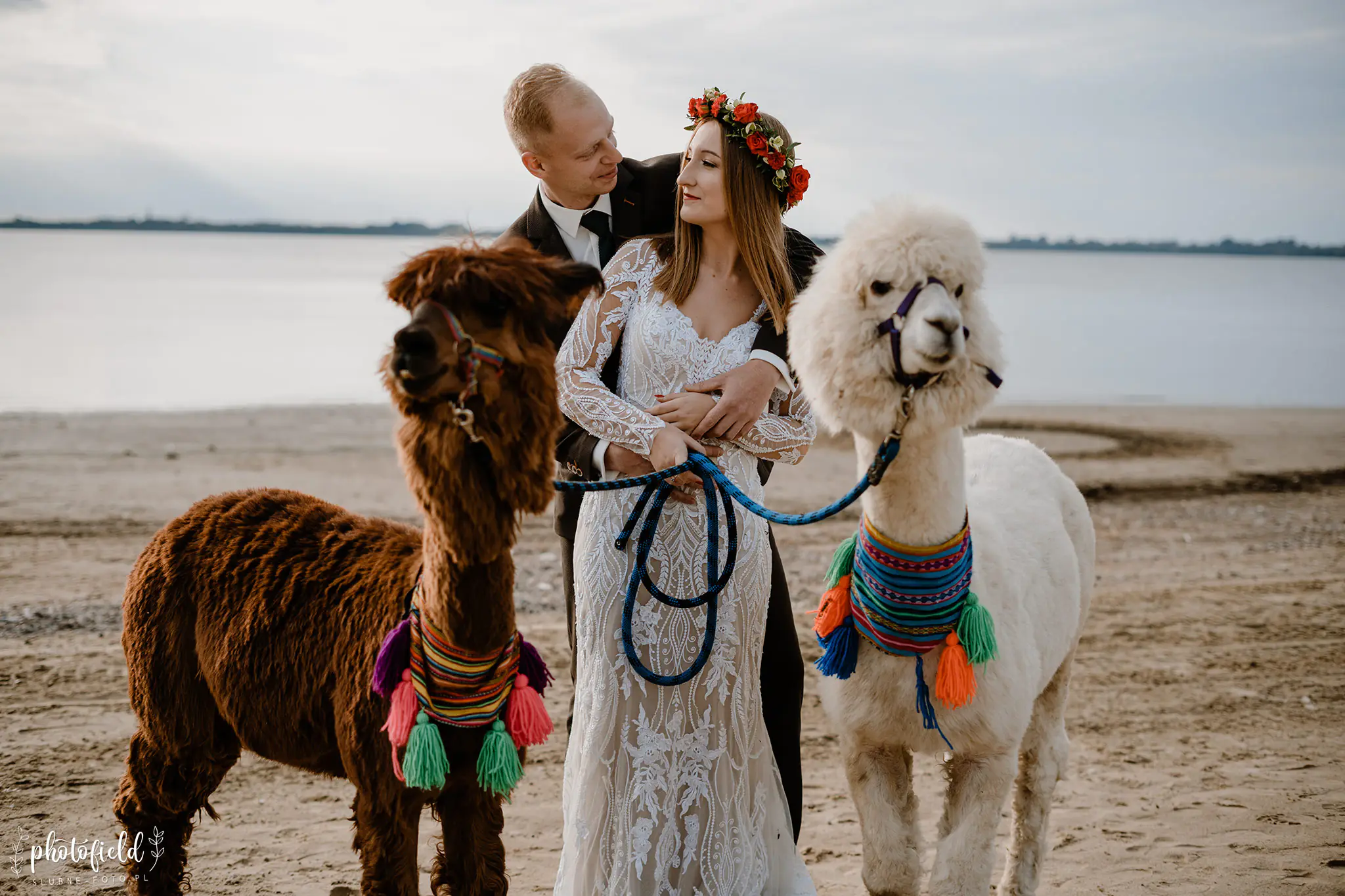 Sesja ślubna z alpakami