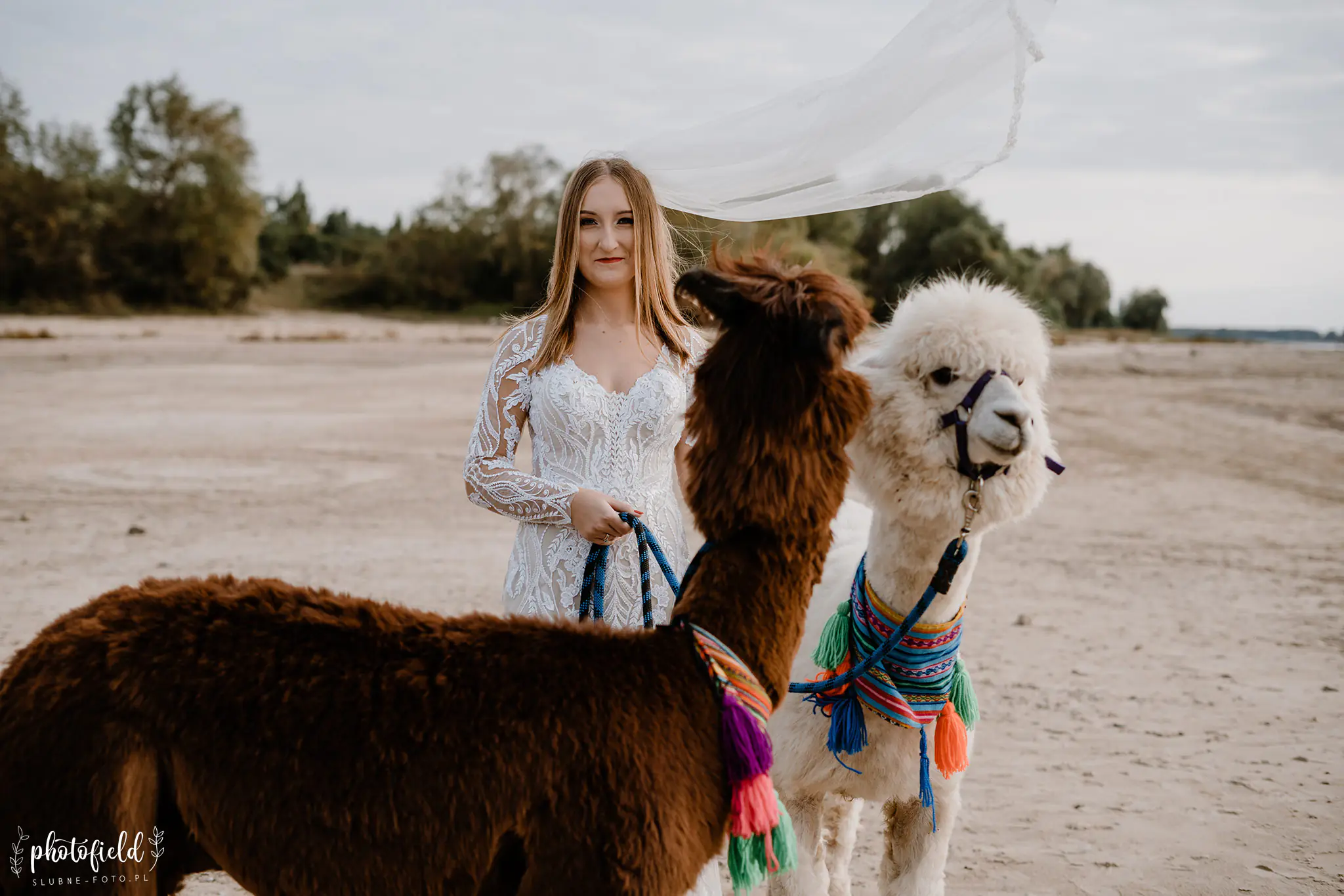 Sesja ślubna z alpakami