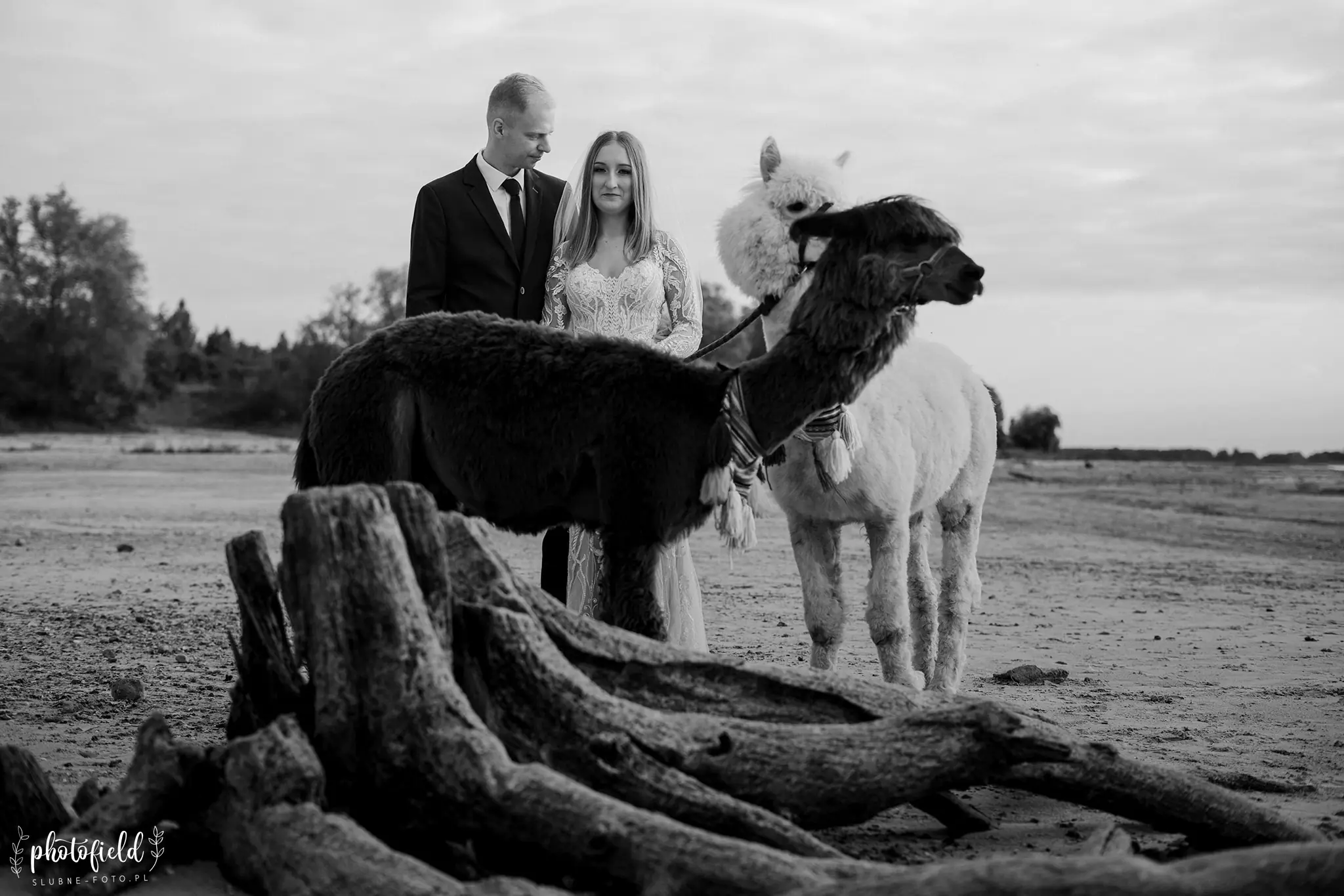 Sesja ślubna z alpakami