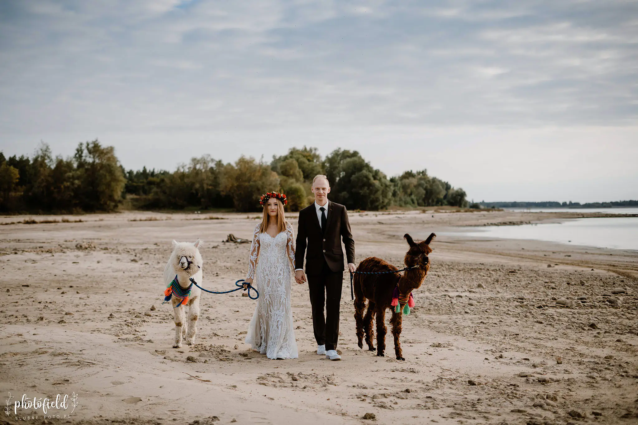 Sesja ślubna z alpakami
