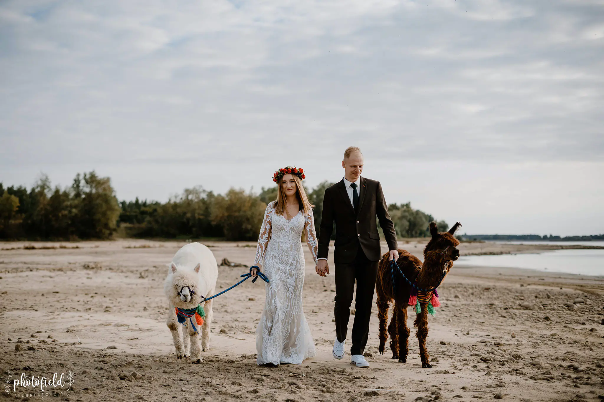Sesja ślubna z alpakami