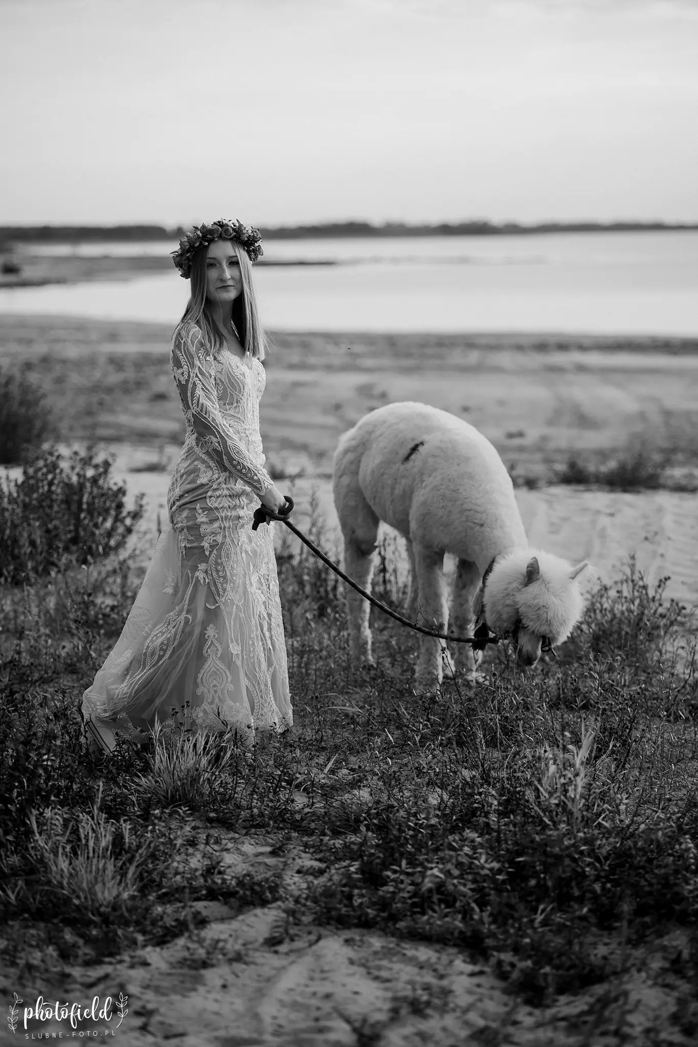 Sesja ślubna z alpakami