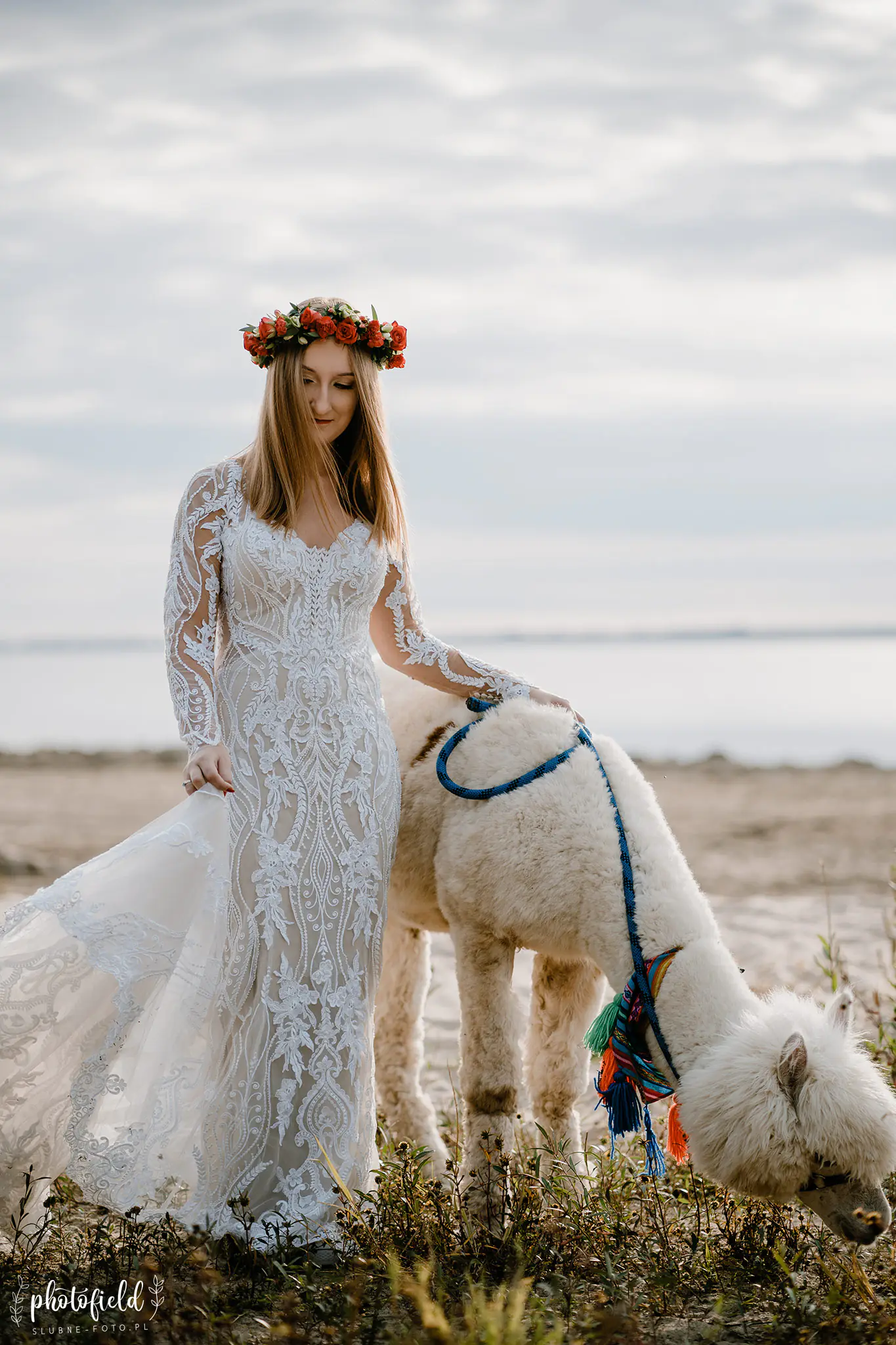 Sesja ślubna z alpakami