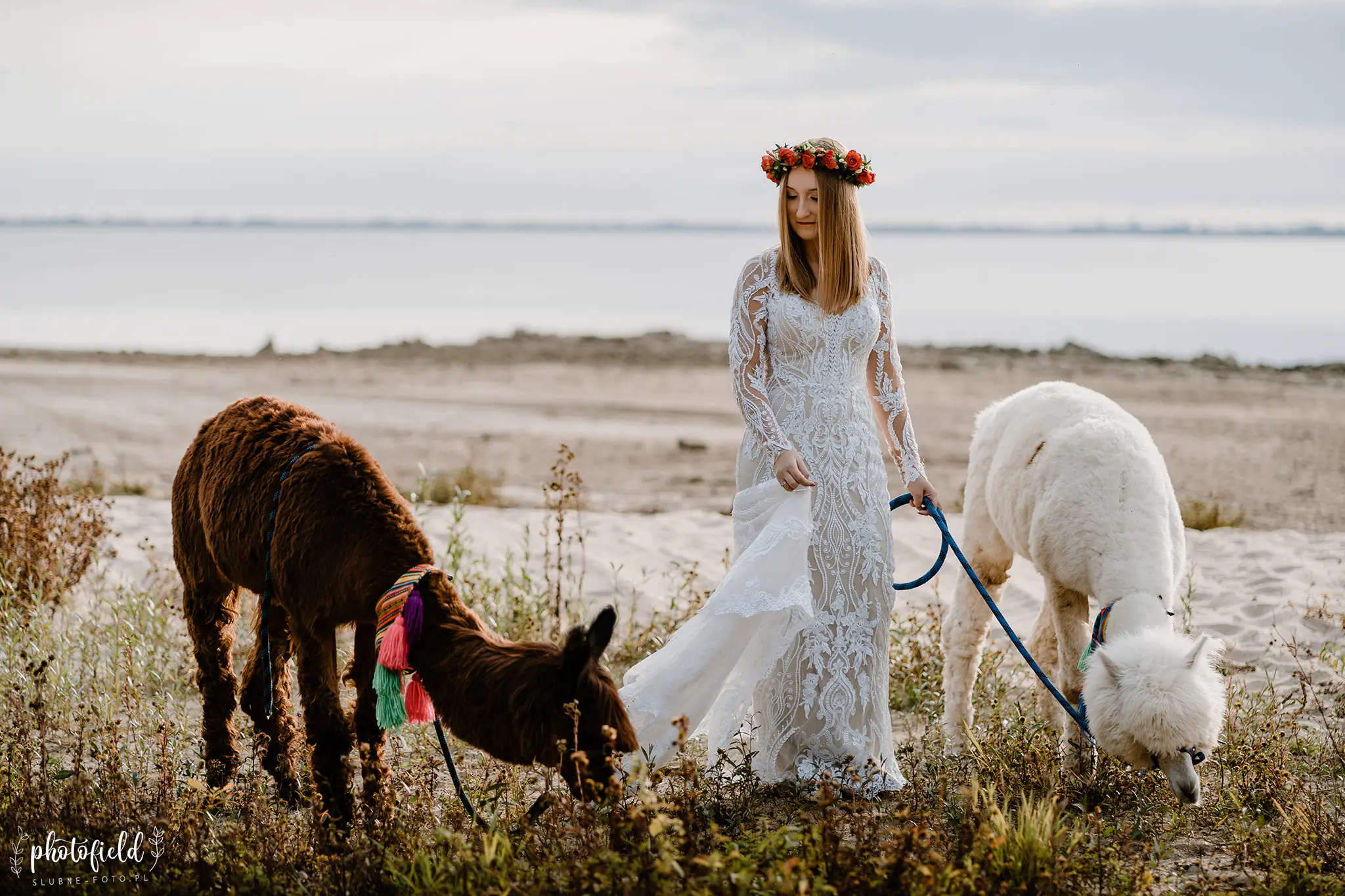Sesja ślubna z alpakami
