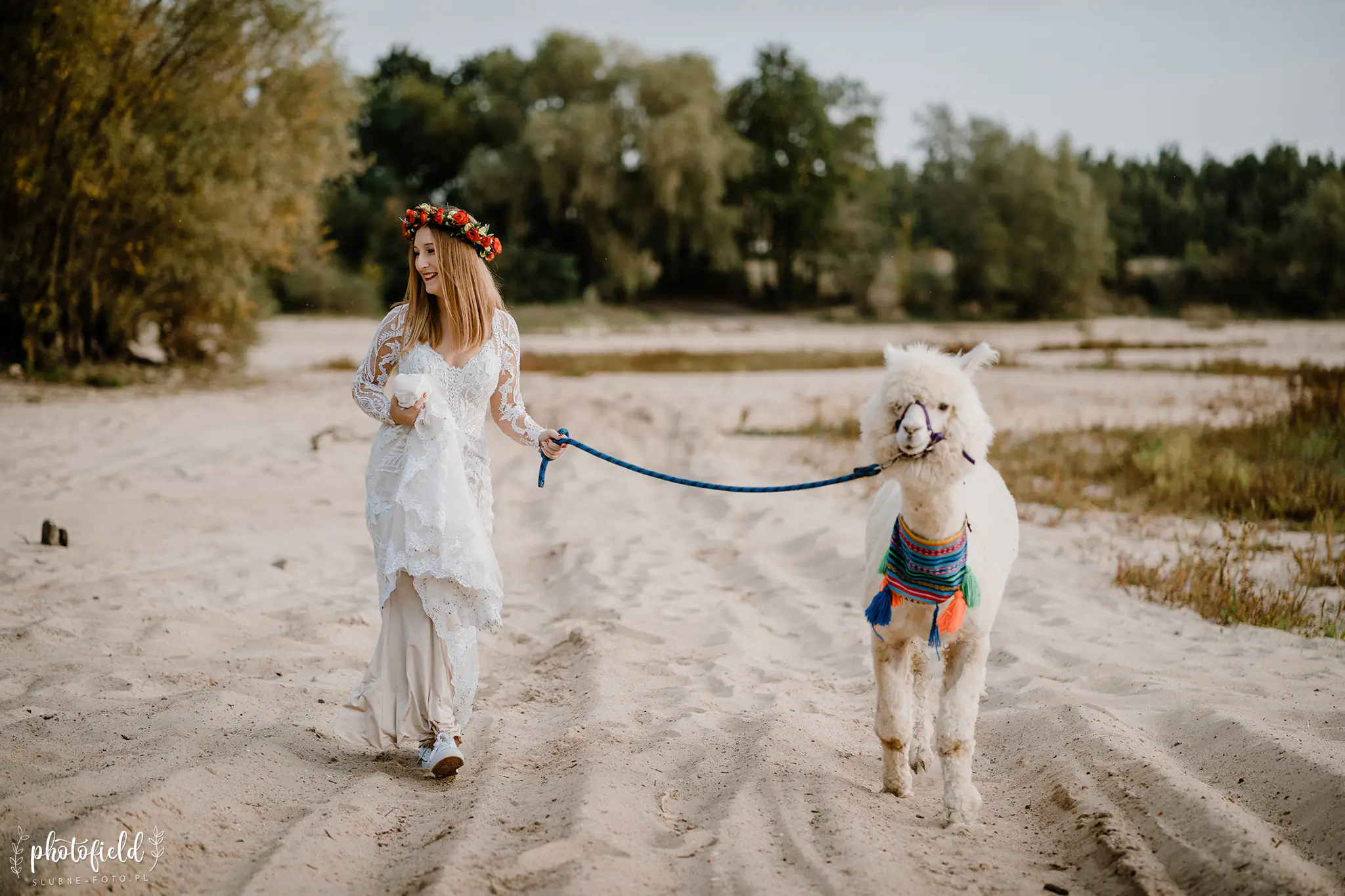 Sesja ślubna z alpakami