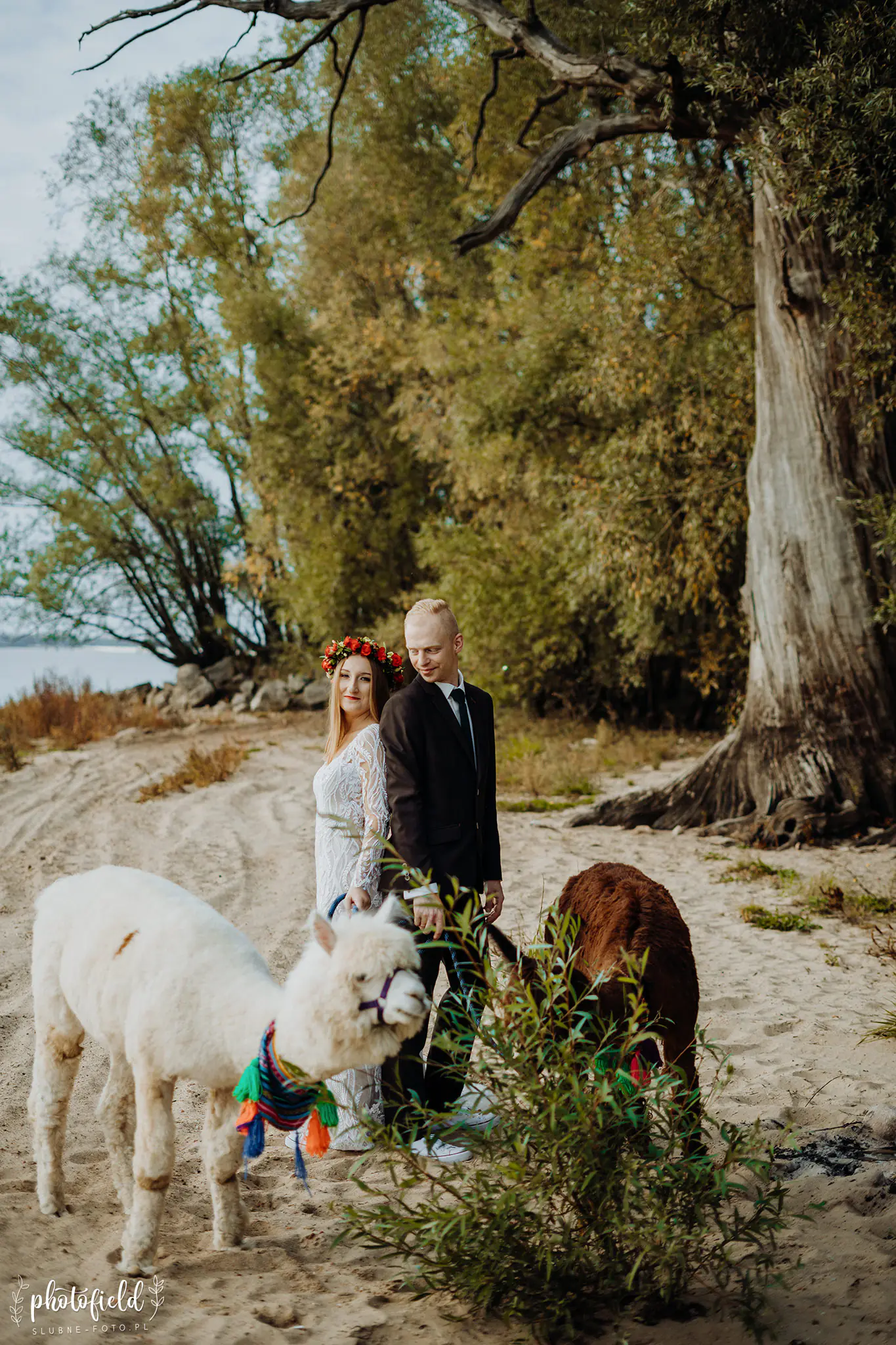 Sesja ślubna z alpakami