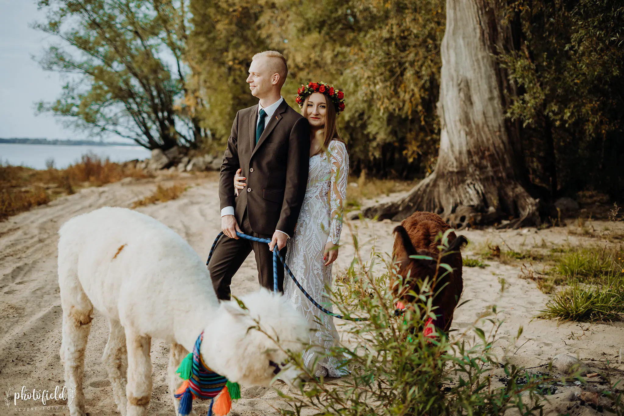 Sesja ślubna z alpakami