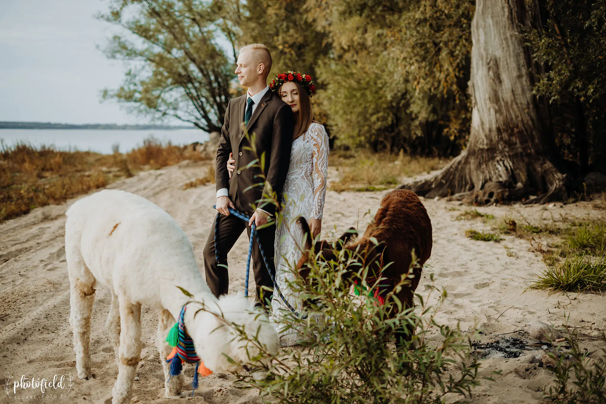 Sesja ślubna z alpakami