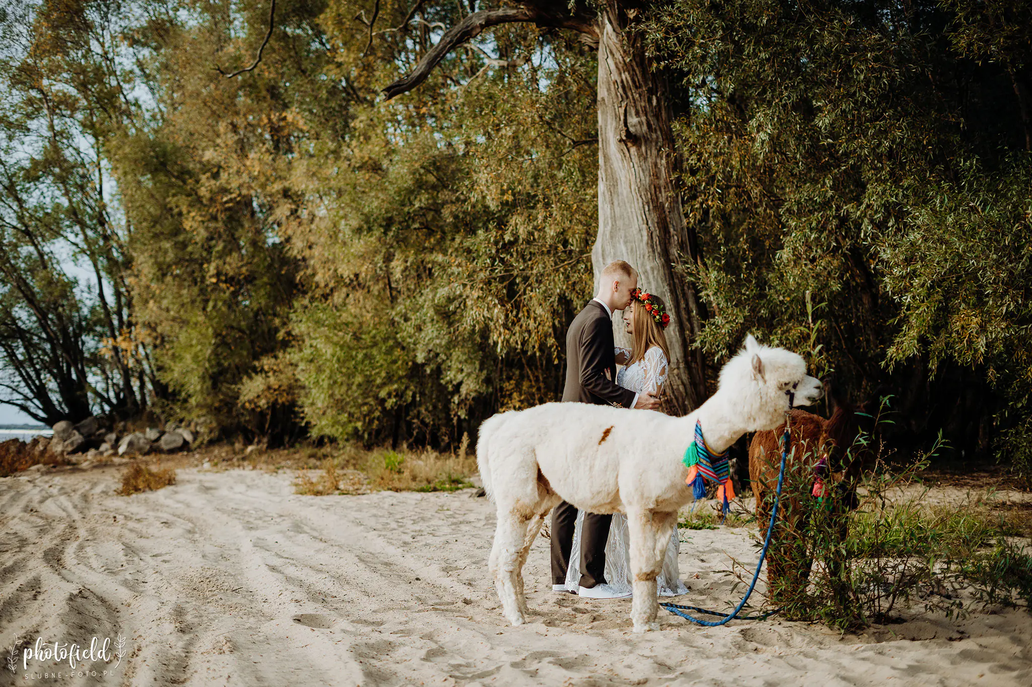 Sesja ślubna z alpakami