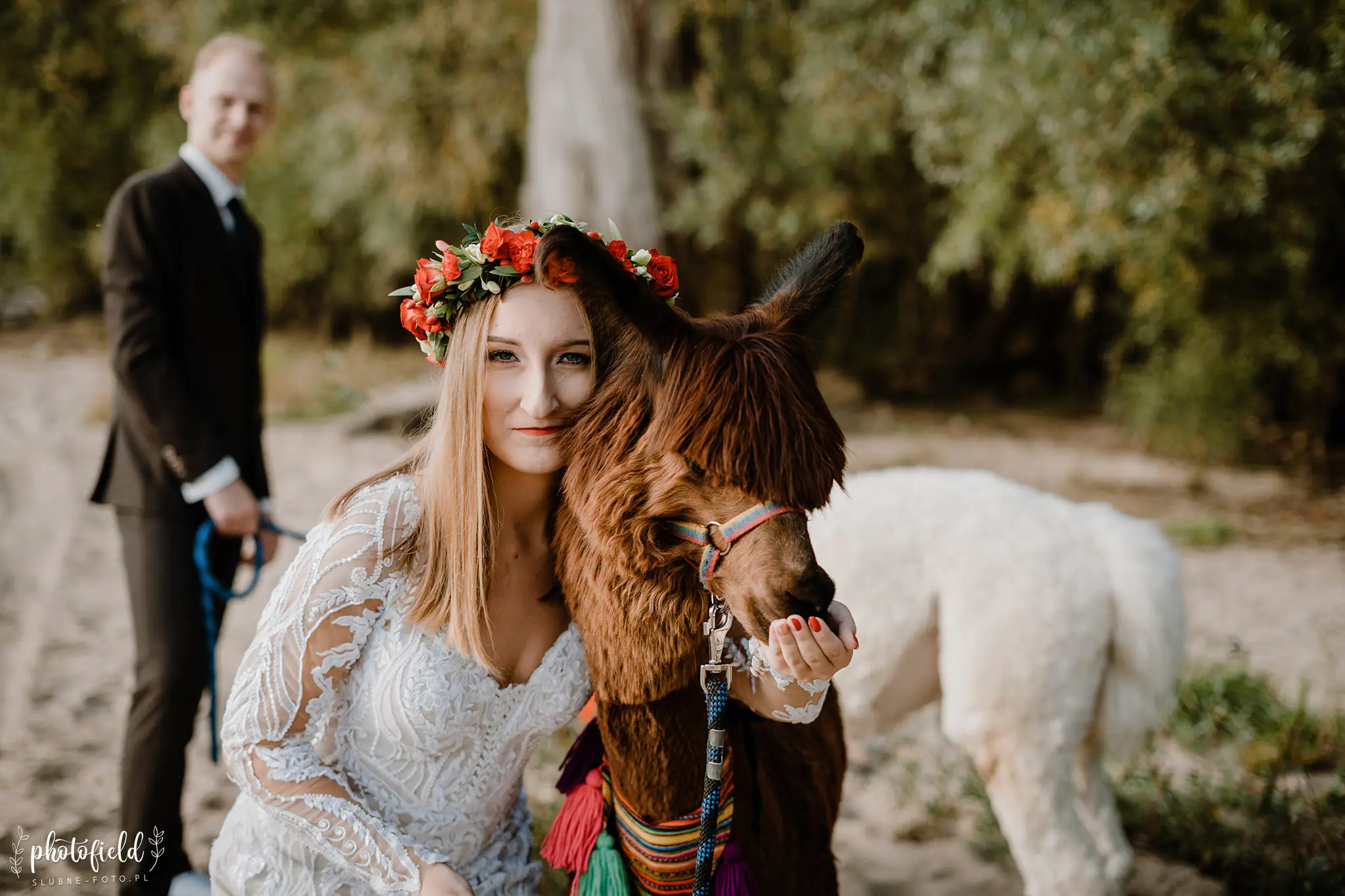 Sesja ślubna z alpakami