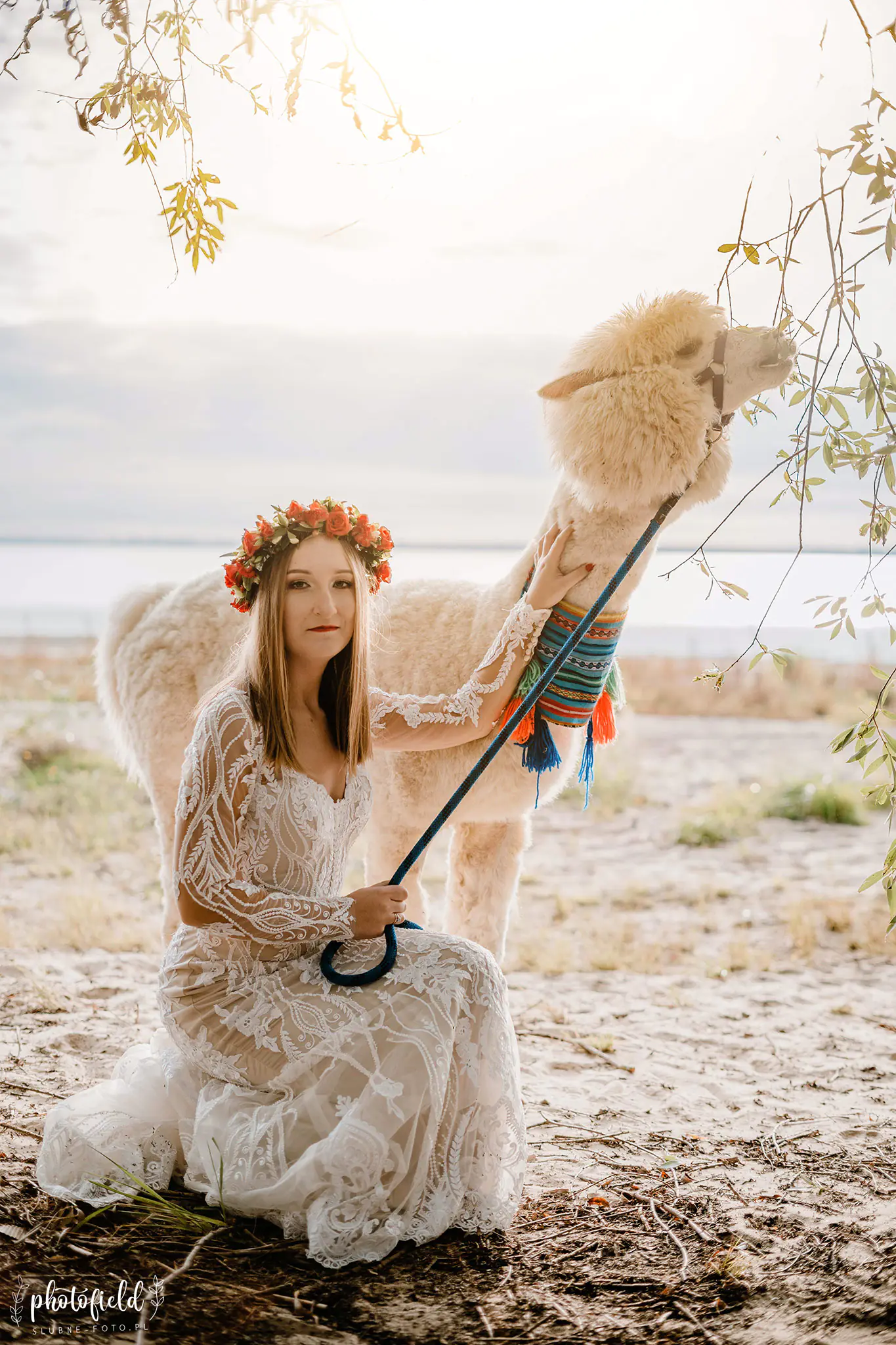 Sesja ślubna z alpakami