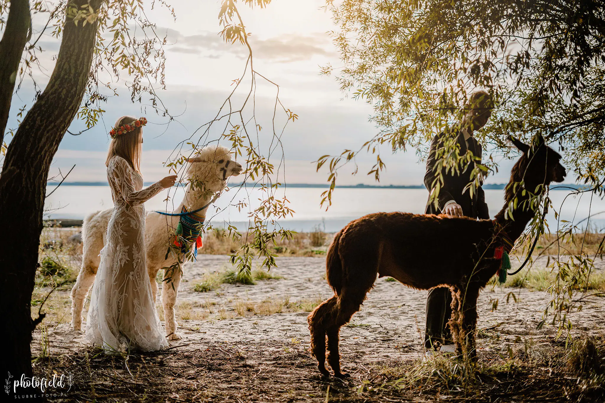 Sesja ślubna z alpakami