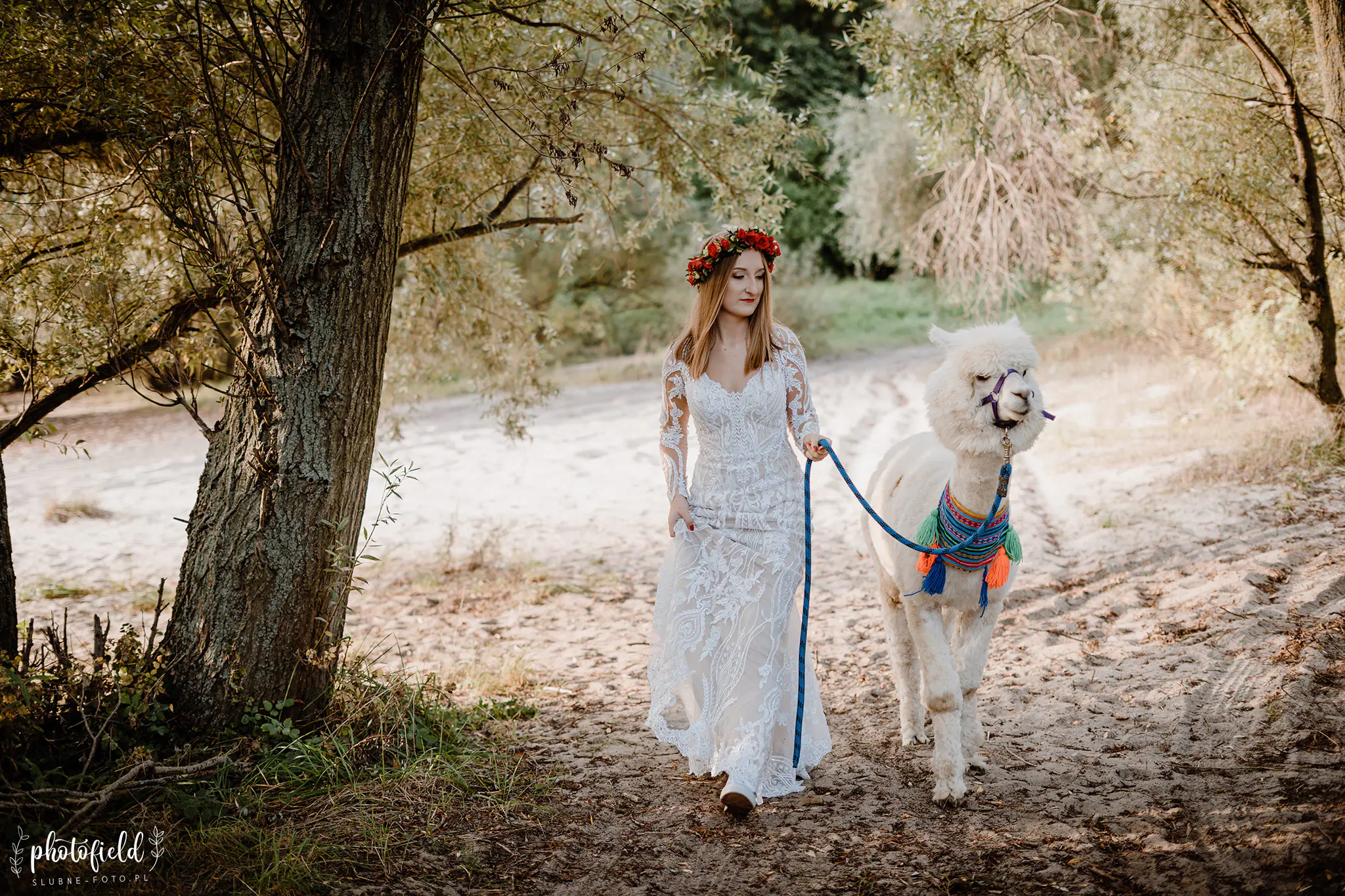 Sesja ślubna z alpakami