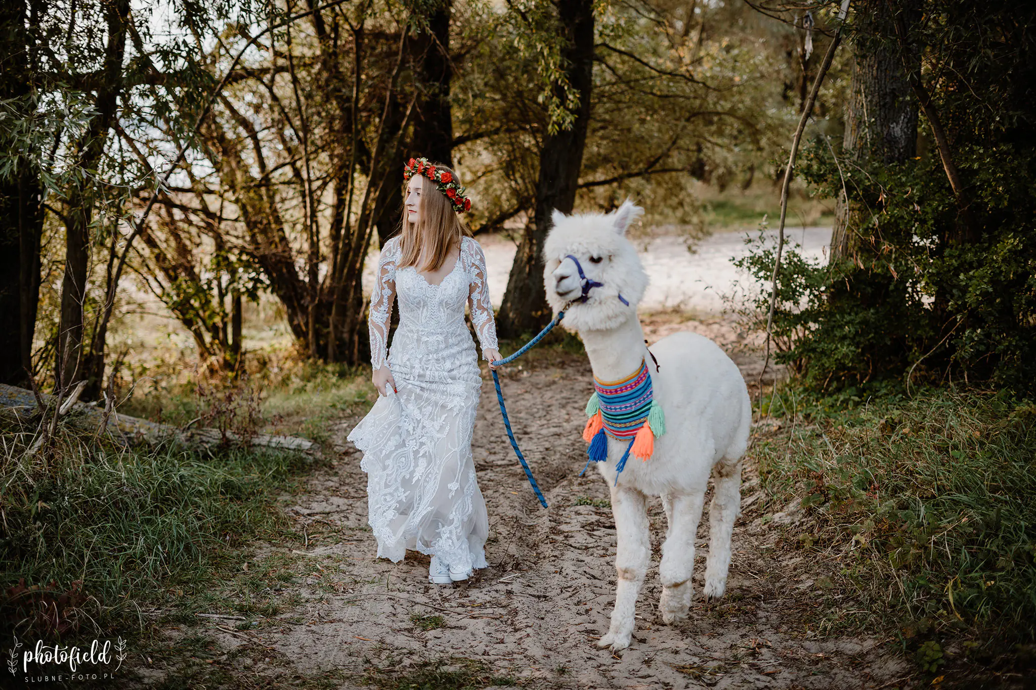 Sesja ślubna z alpakami