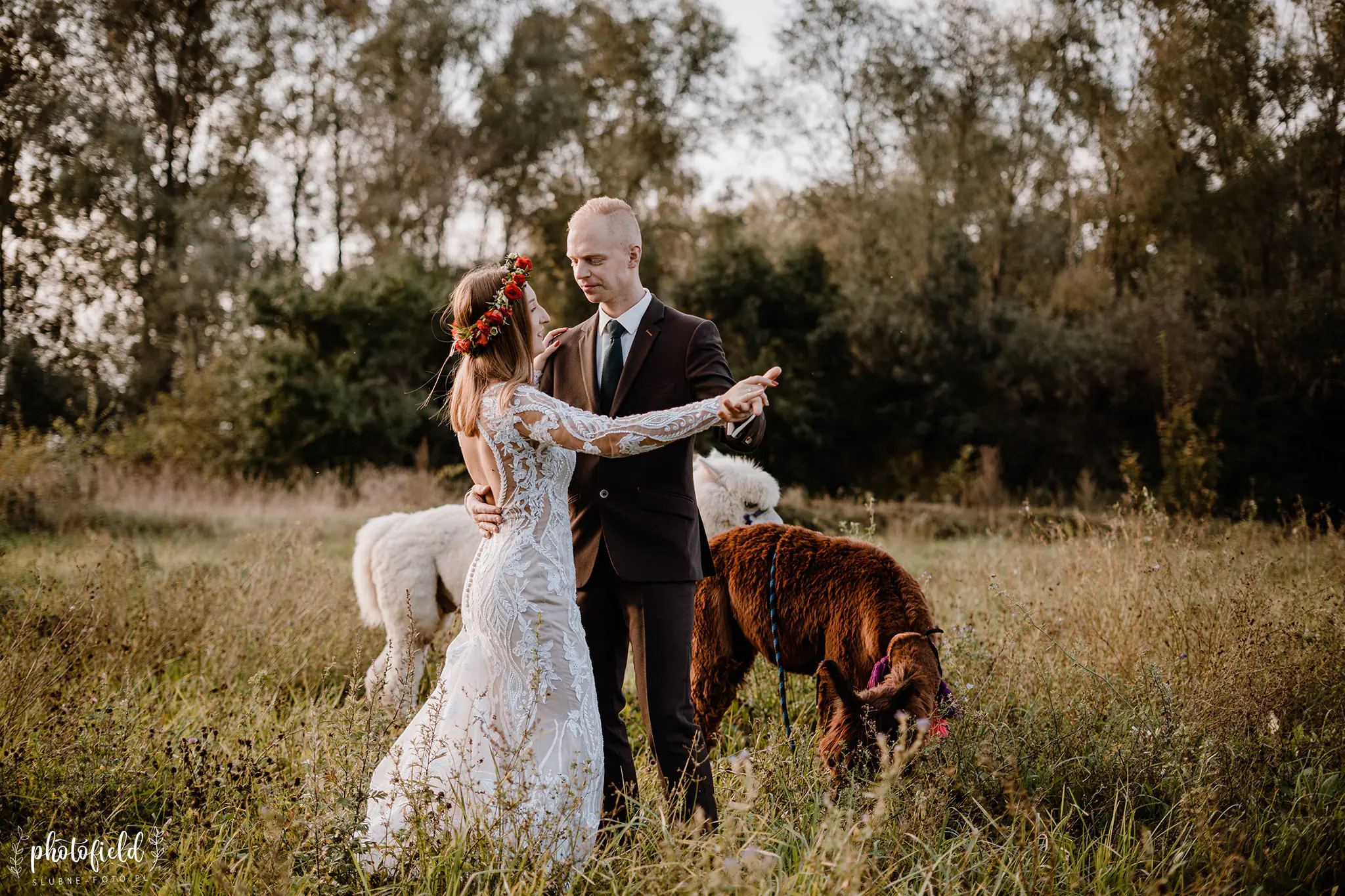 Sesja ślubna z alpakami