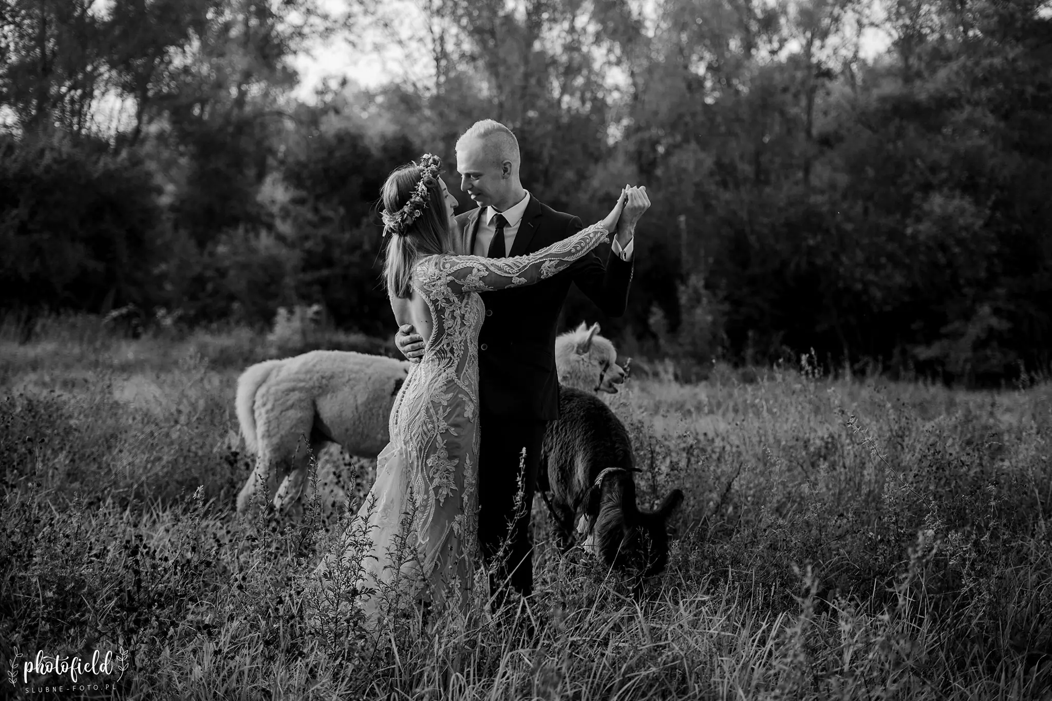Sesja ślubna z alpakami