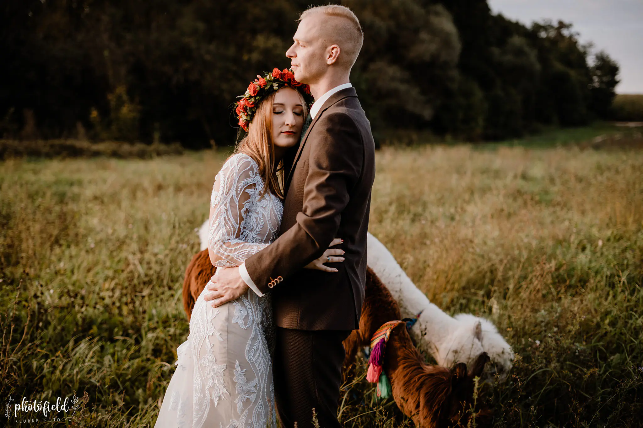 Sesja ślubna z alpakami