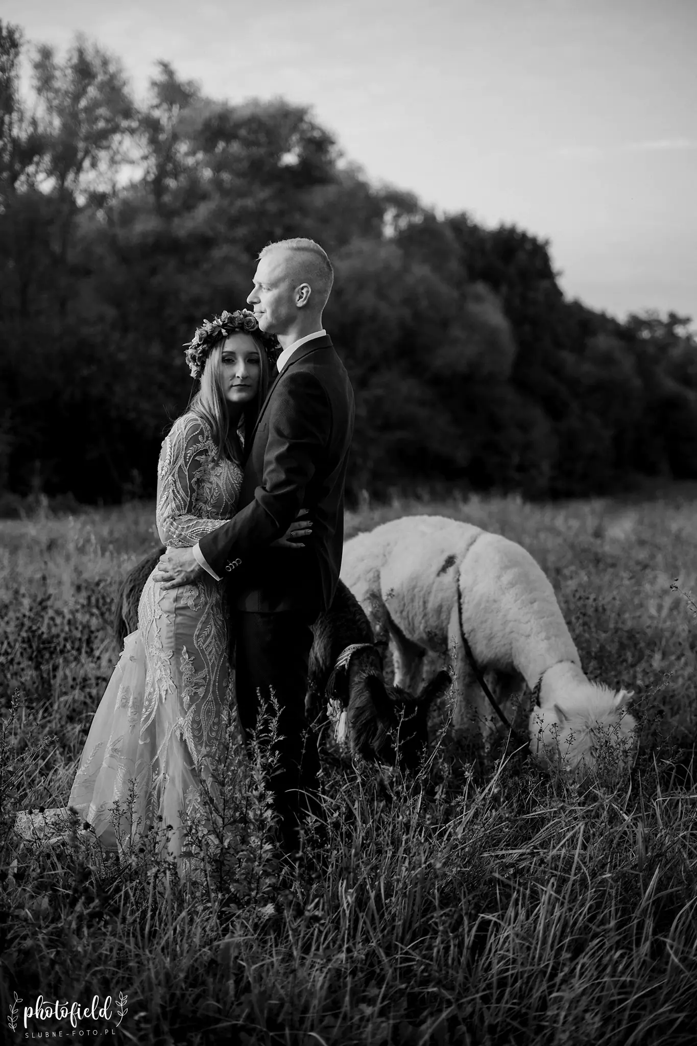 Sesja ślubna z alpakami